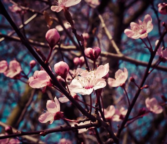 سبزه شکوفه دار و نکات جالبی در مورد هفت سین و پیشینه آن