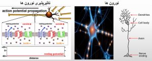 عملکرد نورون ها  - Untitledgd 300x120 - شبیه سازی کامل مغز انسان پروژه تحقیق متخصصان مغز و اعصاب در سال 2018