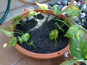 تکثیر پتوس در خاک  -                                 300x225 - نگهداری پتوس؛بیماری های مربوطه و روش های تکثیر این گیاه